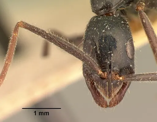 Leptogenys angusta specimen