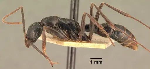 Leptogenys angusta specimen