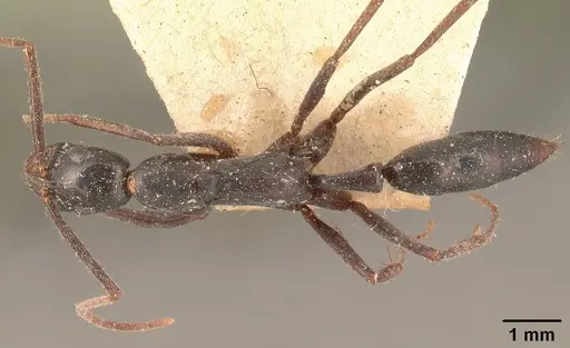 Leptogenys angusta - CASENT0101834