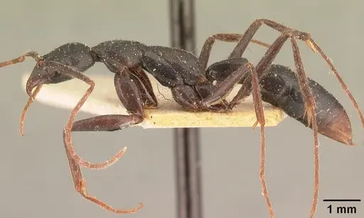 Leptogenys angusta - CASENT0101834