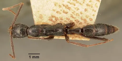 Leptogenys angusta - CASENT0101972