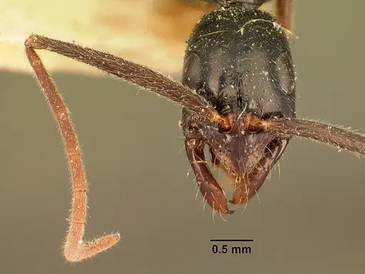 Leptogenys angusta - CASENT0101972