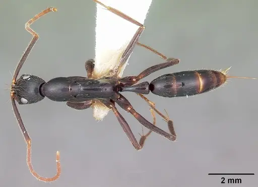 Leptogenys angusta - CASENT0102991