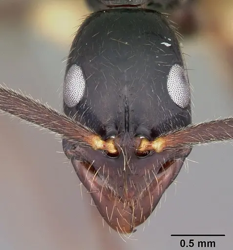 Leptogenys angusta - CASENT0102991