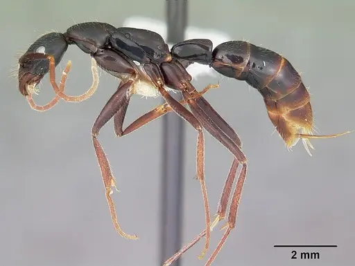 Leptogenys angusta - CASENT0102991