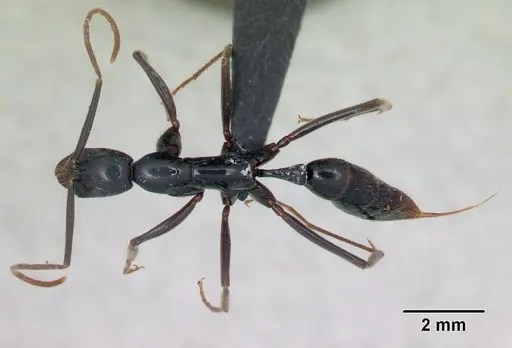 Leptogenys angusta - CASENT0107464