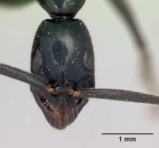 Leptogenys angusta - CASENT0107464