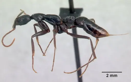 Leptogenys angusta - CASENT0107464