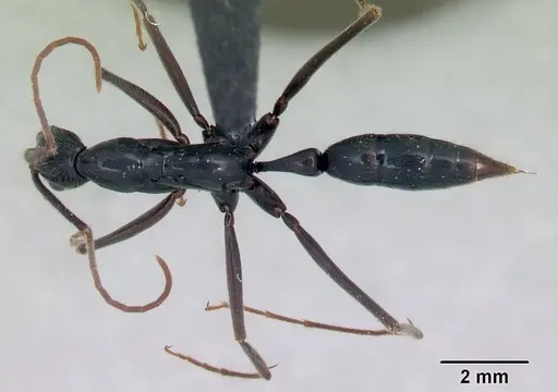 Leptogenys angusta - CASENT0134131