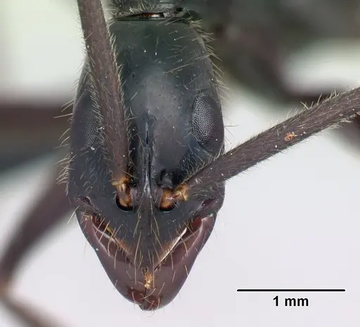 Leptogenys angusta - CASENT0134131