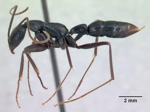 Leptogenys angusta - CASENT0134131