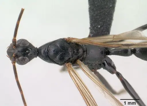 Leptogenys angusta - CASENT0135858