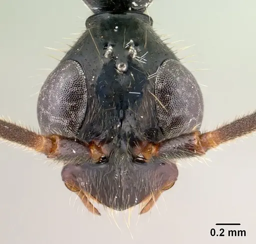 Leptogenys angusta - CASENT0135858