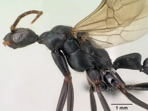 Leptogenys angusta - CASENT0135858