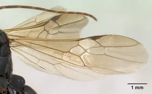 Leptogenys angusta - CASENT0135858