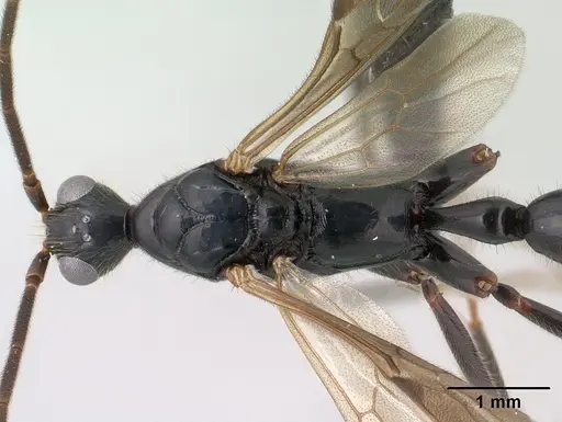 Leptogenys angusta - CASENT0138575