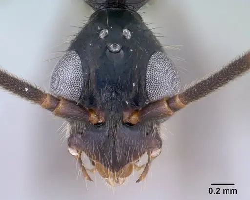 Leptogenys angusta - CASENT0138575