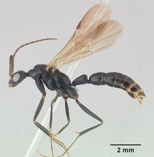 Leptogenys angusta - CASENT0138575