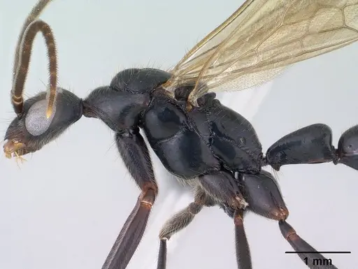 Leptogenys angusta - CASENT0138575