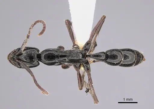 Leptogenys angustinoda specimen