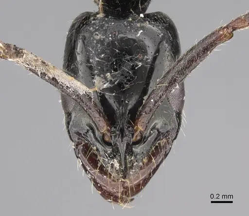 Leptogenys angustinoda specimen