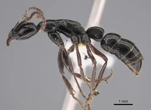 Leptogenys angustinoda specimen