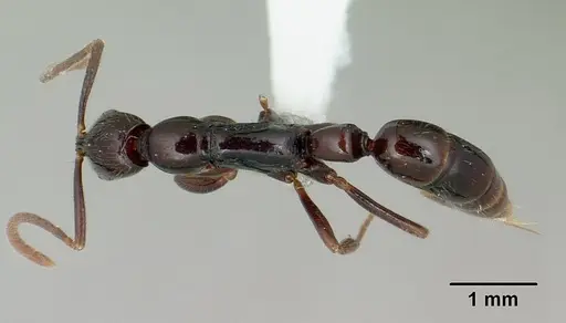 Leptogenys anitae specimen