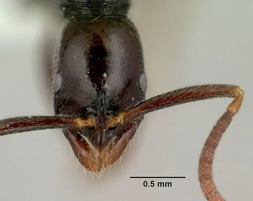 Leptogenys anitae specimen