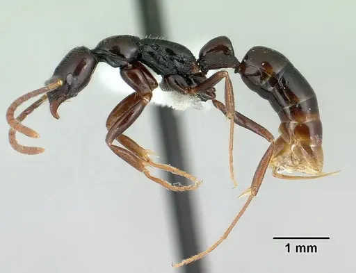 Leptogenys anitae specimen