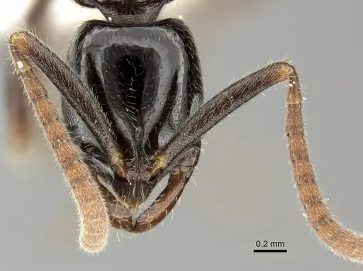 Leptogenys anitae - CASENT0270536