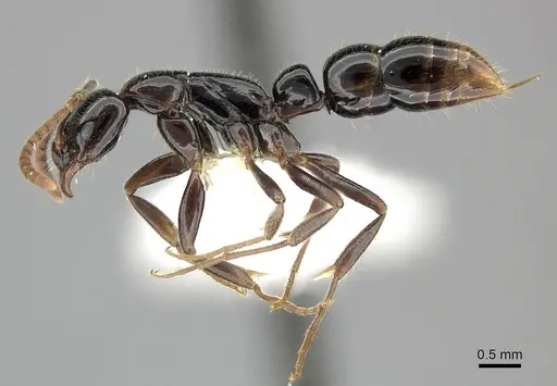 Leptogenys anitae - CASENT0270536