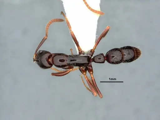 Leptogenys anitae - CASENT0882068