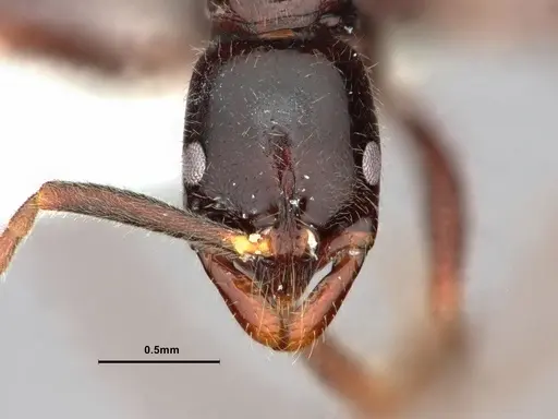 Leptogenys anitae - CASENT0882068