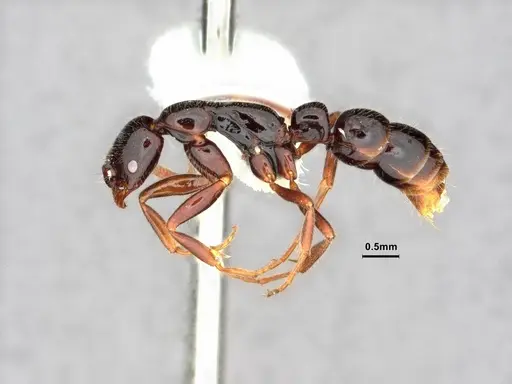 Leptogenys anitae - CASENT0882068