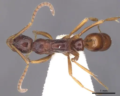 Leptogenys ankhesa specimen