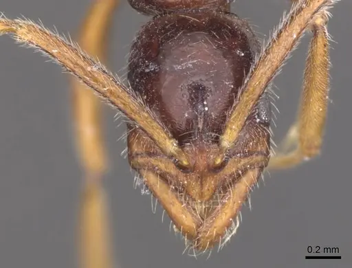 Leptogenys ankhesa specimen