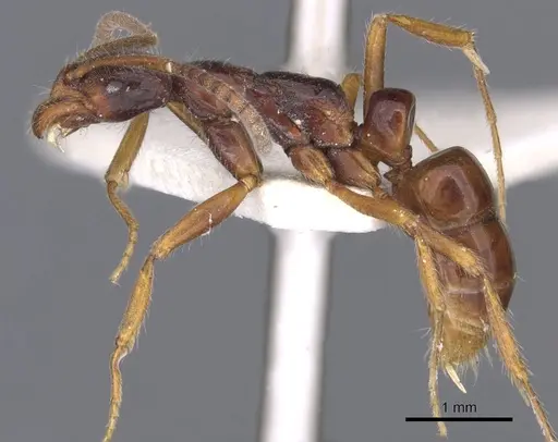 Leptogenys ankhesa specimen