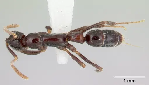 Leptogenys antillana specimen