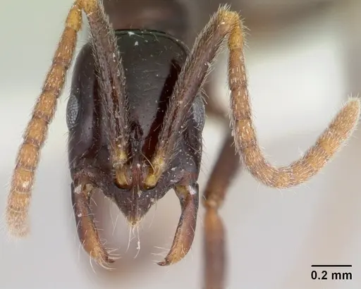 Leptogenys antillana specimen