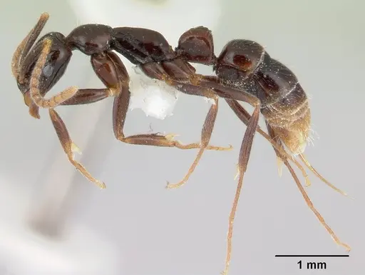 Leptogenys antillana specimen