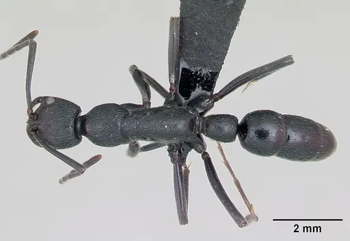 Leptogenys antongilensis specimen