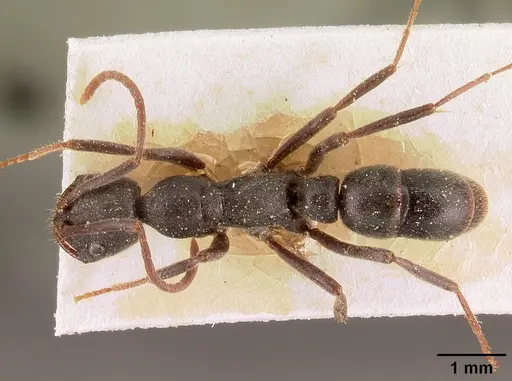 Leptogenys arcirostris specimen