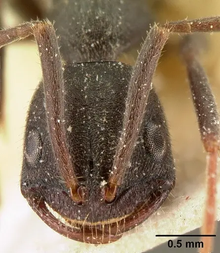 Leptogenys arcirostris specimen