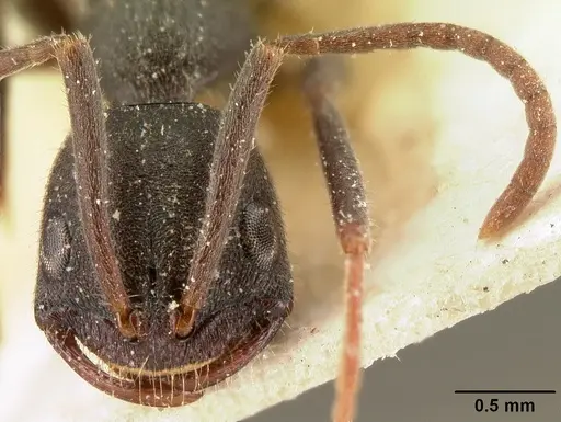 Leptogenys arcirostris specimen