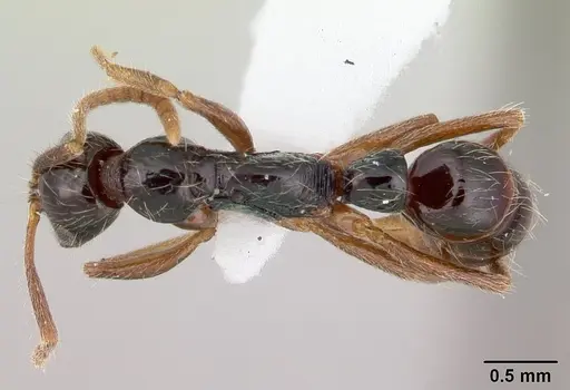 Leptogenys arcuata specimen