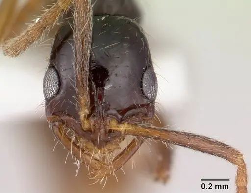 Leptogenys arcuata specimen