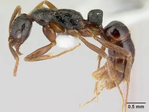 Leptogenys arcuata specimen