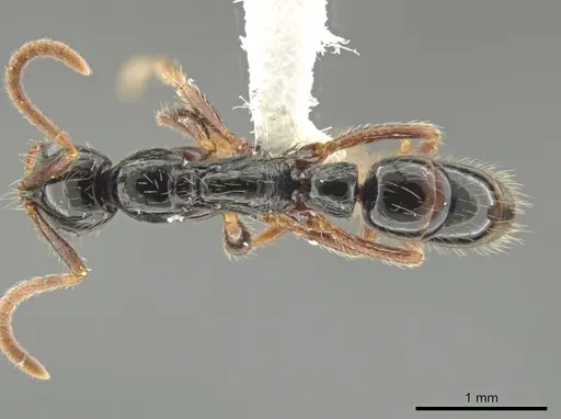 Leptogenys arcuata - CASENT0630431