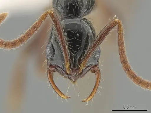 Leptogenys arcuata - CASENT0630431