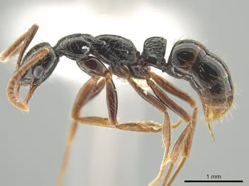 Leptogenys arcuata - CASENT0630431